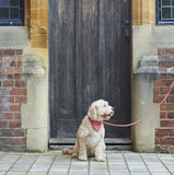 Tweed Dog Lead  - Orange