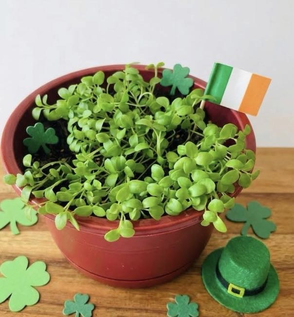 Shamrock Wildflower Seed Bombs by Bird Tree Creations - Grow a Little Irish Luck