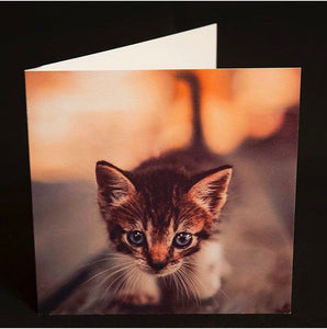 Kitten Greeting Card