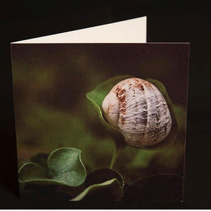 Snail Greeting Card